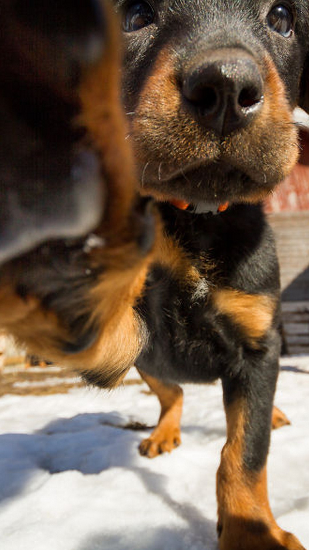 Cute Puppies Pictures Wallpaper Iphone Resolution - Rottweiler Wallpaper Iphone - HD Wallpaper 