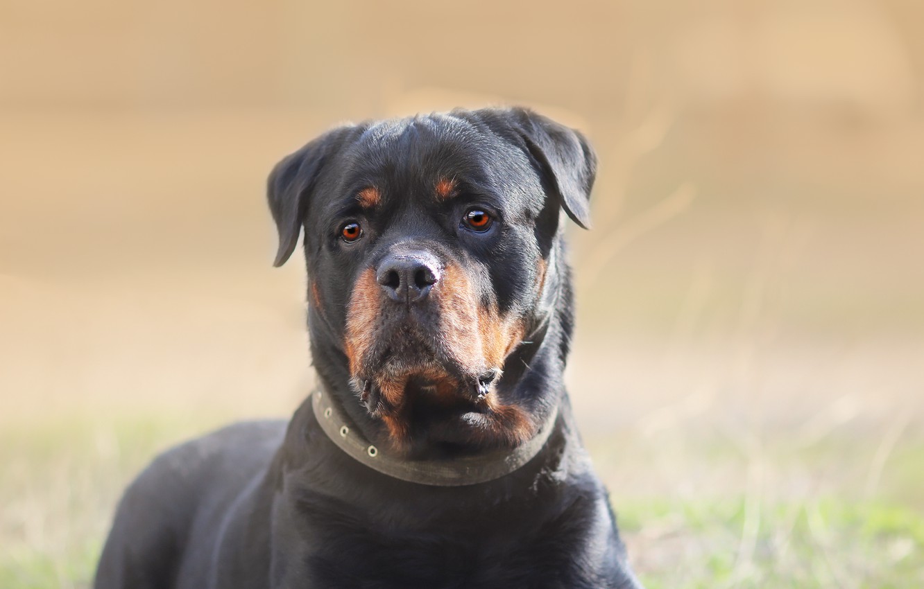 Photo Wallpaper Look, Background, Each, Rottweiler - Rottweiler - HD Wallpaper 