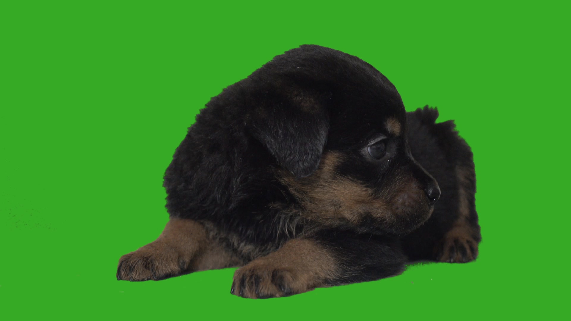 Companion Dog - HD Wallpaper 