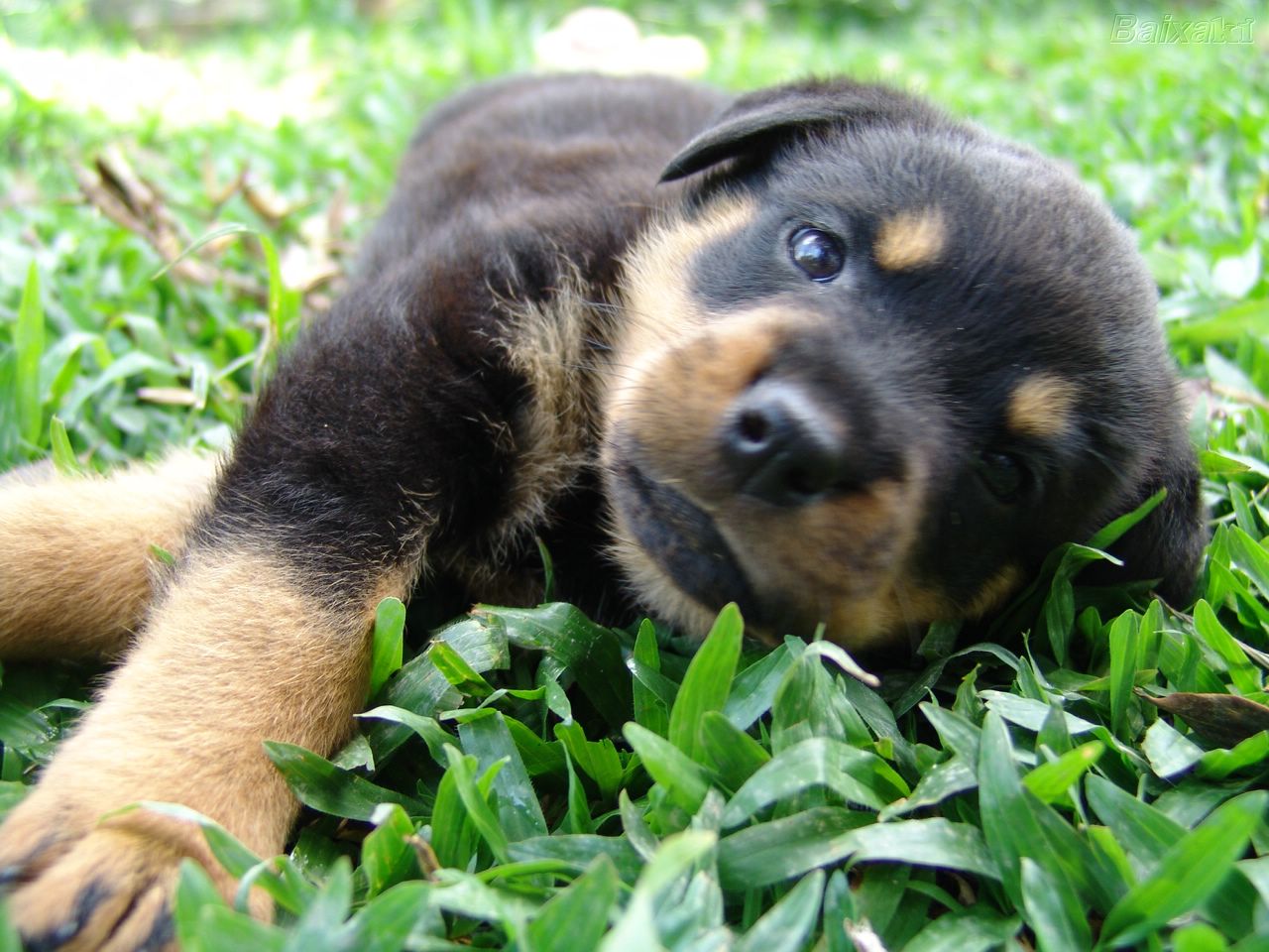 Rottweiler Wallpapers - German Shepherd Puppies Close Up - HD Wallpaper 