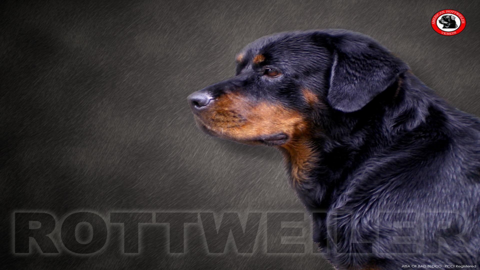 Rottweiler Dog Hd Wallpapers - HD Wallpaper 