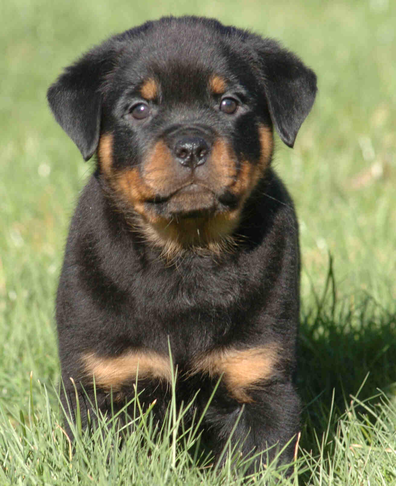 Rottweiler Puppy Sitting On Grass - Rottweiler Dog Puppies - HD Wallpaper 