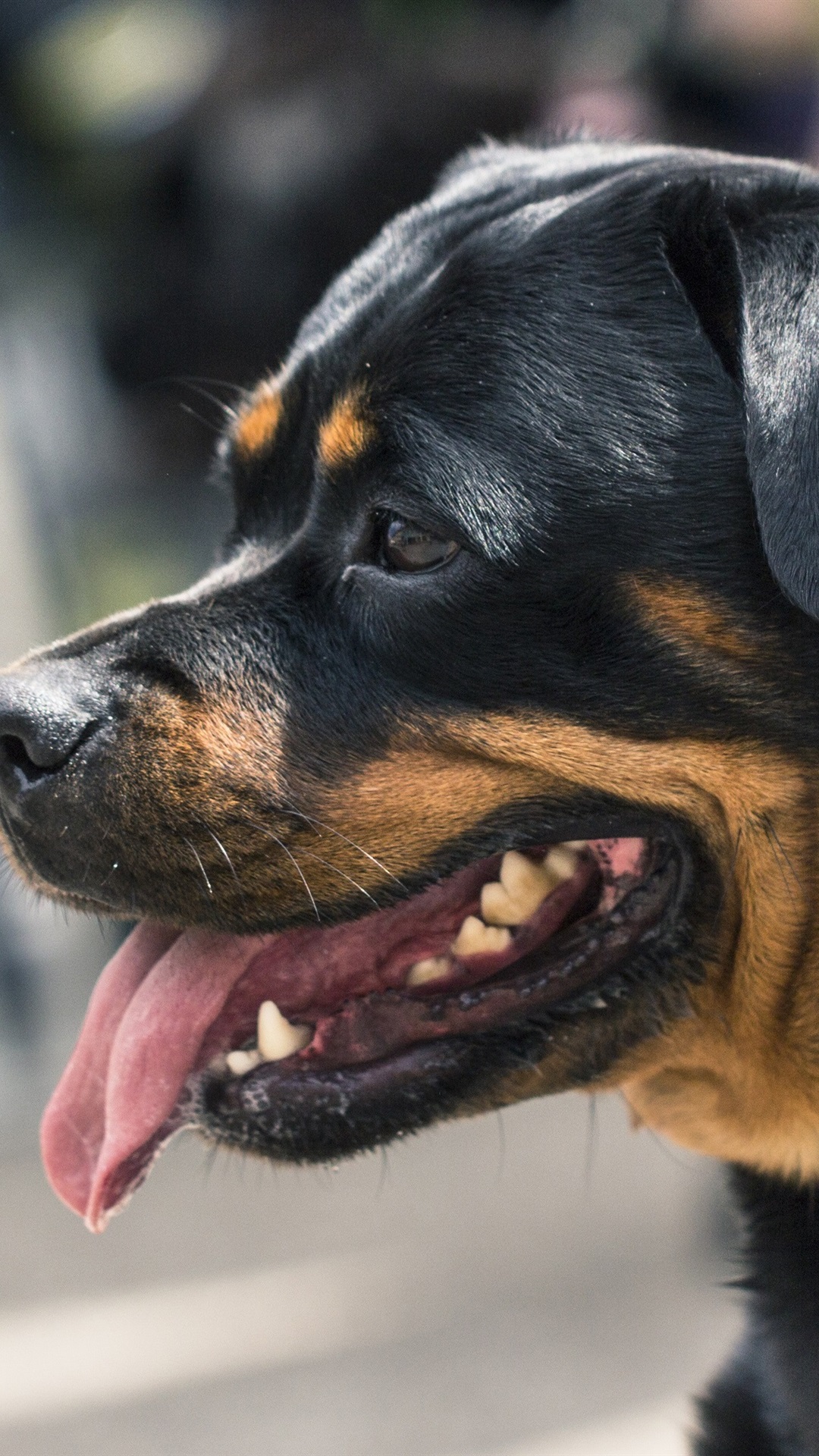 Iphone Wallpaper Rottweiler Dog Rottweiler 1080x1920 Wallpaper Teahub Io