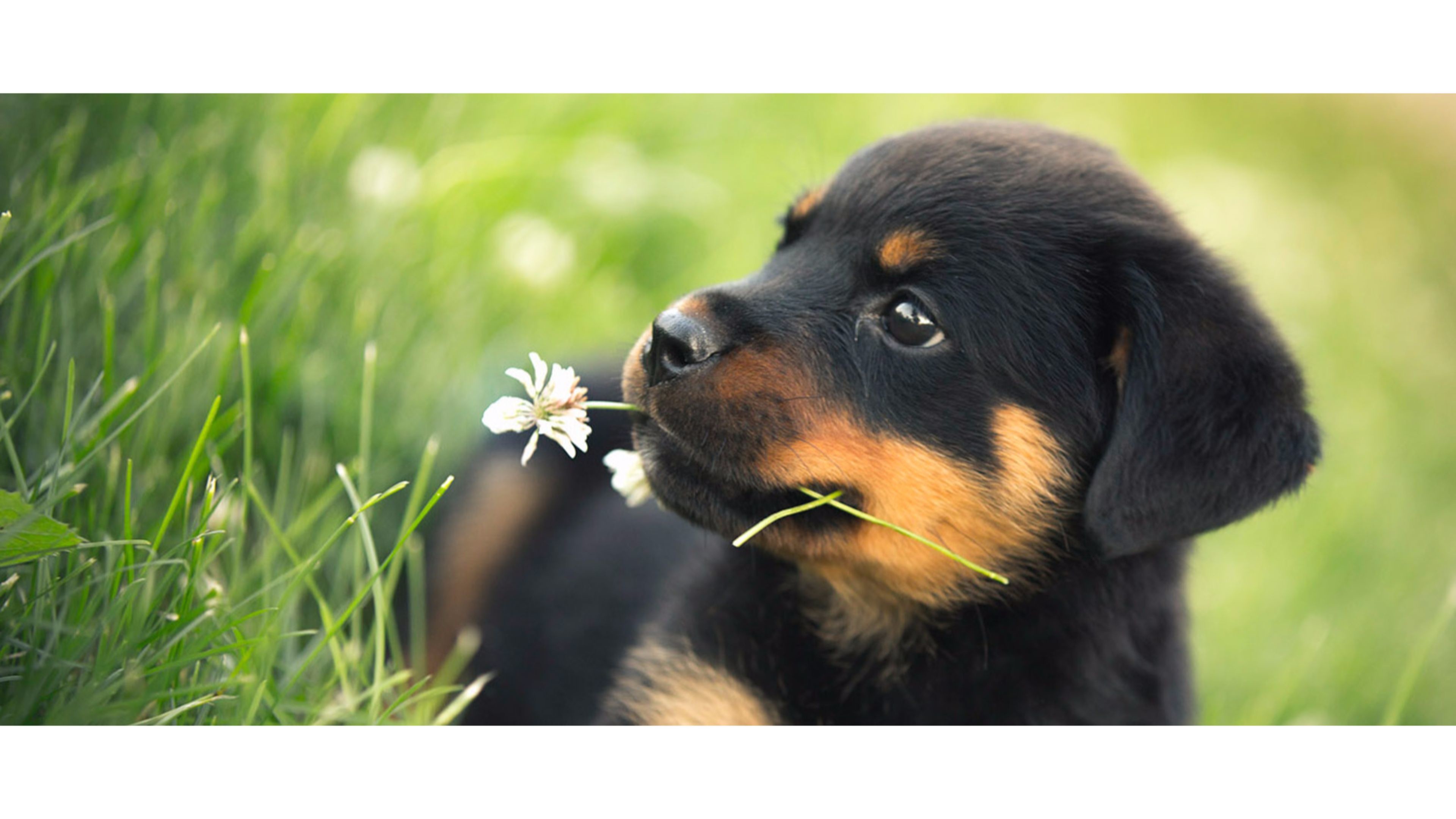 Data Src Full Size Rottweiler Puppies Wallpaper Laptop - Hd De Rottweiler - HD Wallpaper 