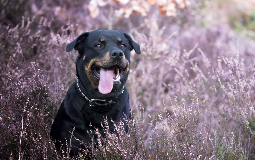 Android, Iphone, Desktop Hd Backgrounds / Wallpapers - Rottweiler - HD Wallpaper 