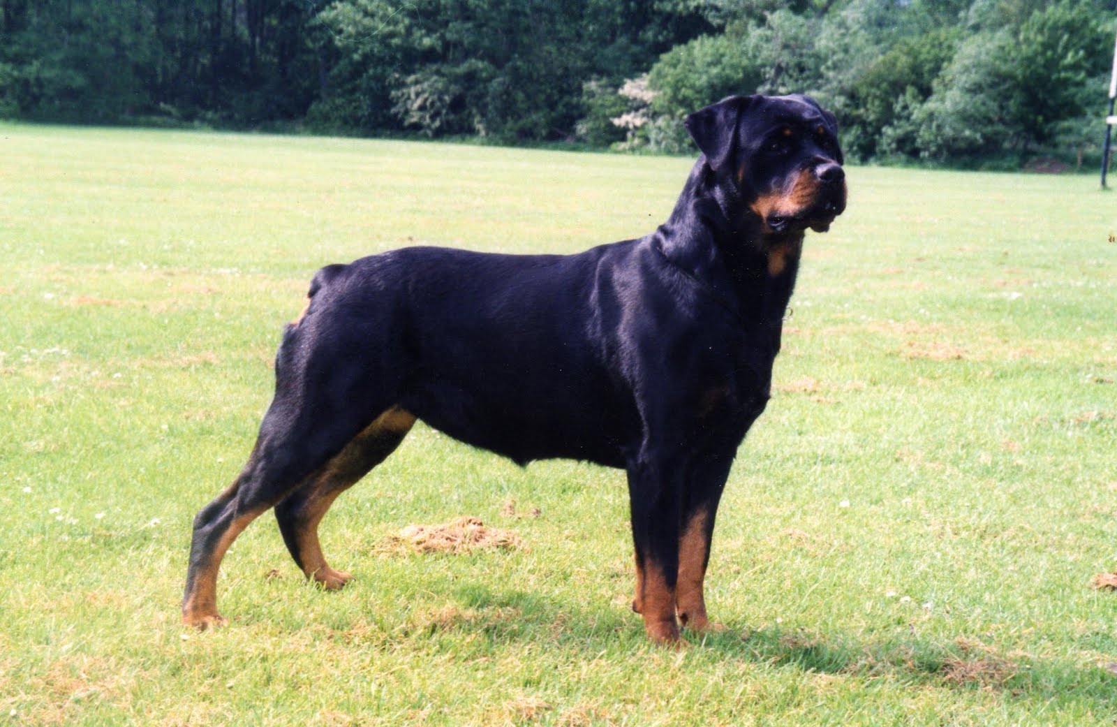 Rottweiler Wallpapers In Best Px Resolutions - High Resolution Rottweiler Hd - HD Wallpaper 