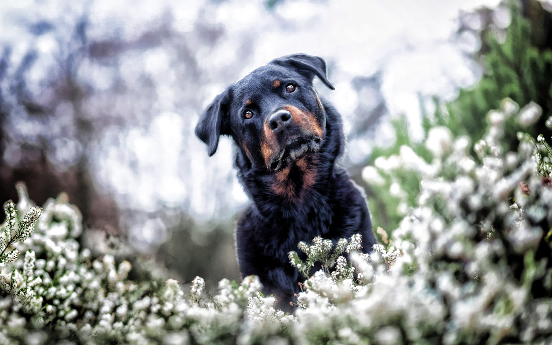Rottweiler, Bokeh, Pets, Puppy, Dogs, Summer, Cute - صور كلاب الروت خلفيات - HD Wallpaper 