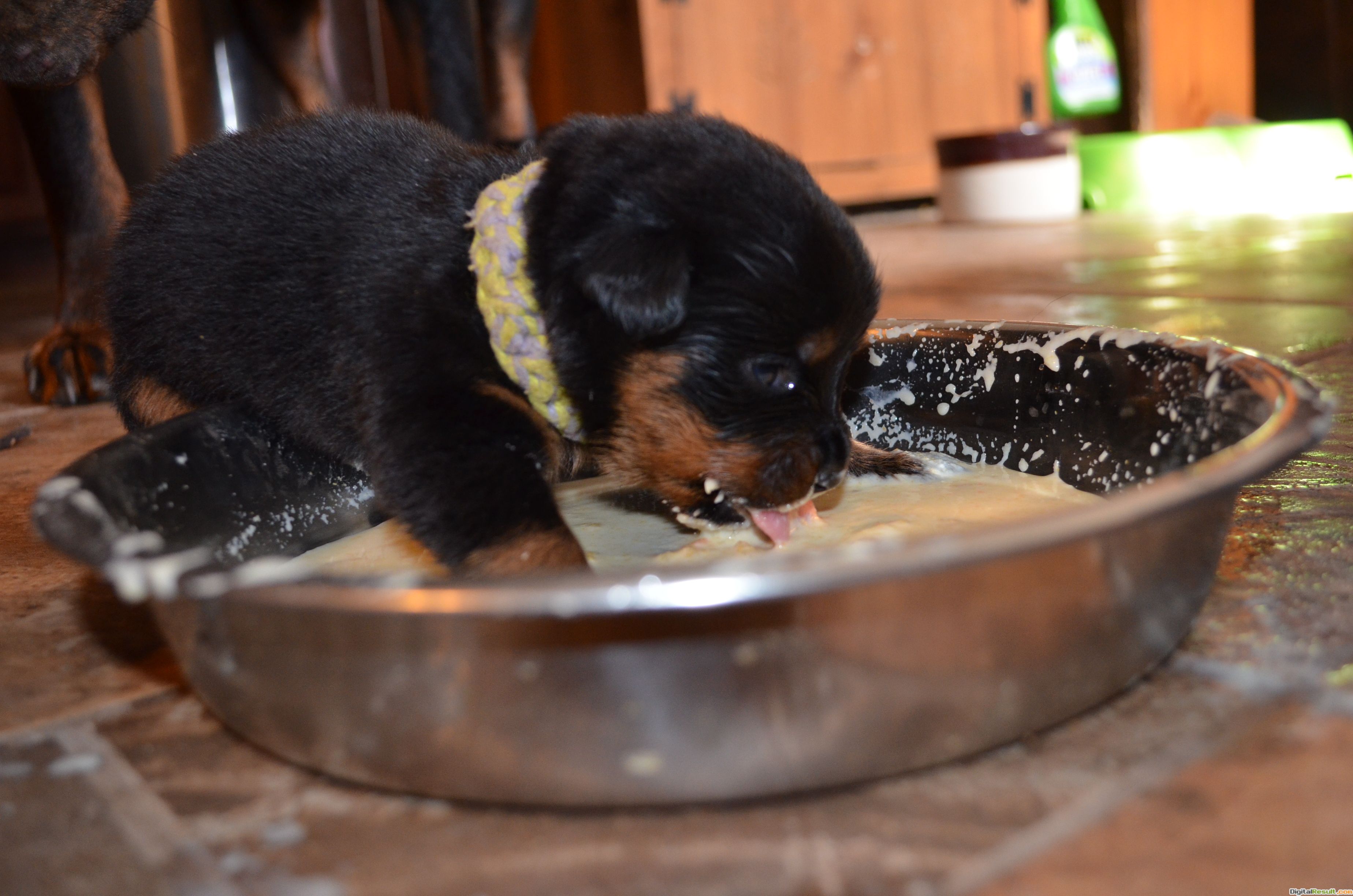 Animal Wallpapers Rottweiler Puppies Wallpaper - Rottweiler - HD Wallpaper 