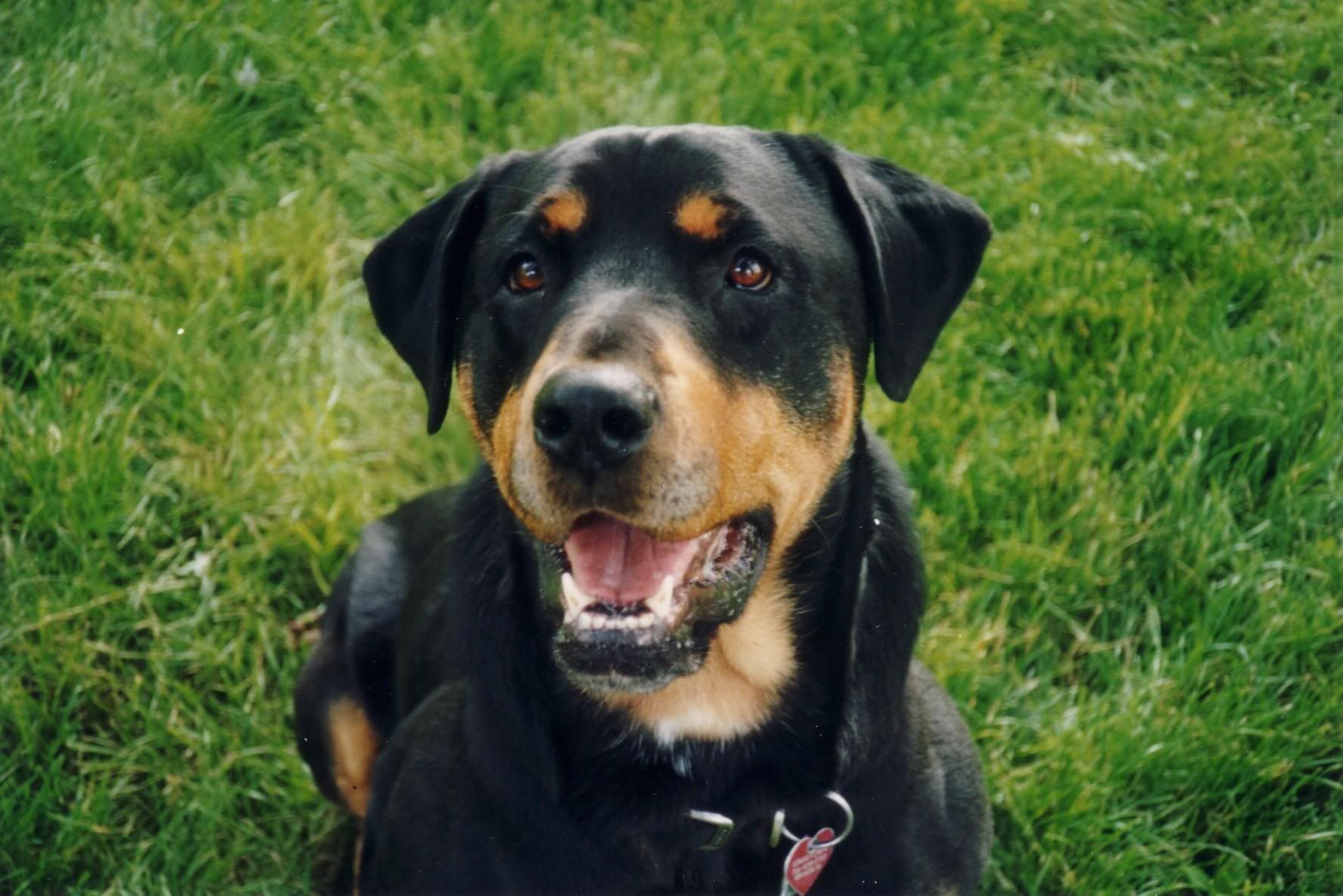 Dog Yawns - HD Wallpaper 