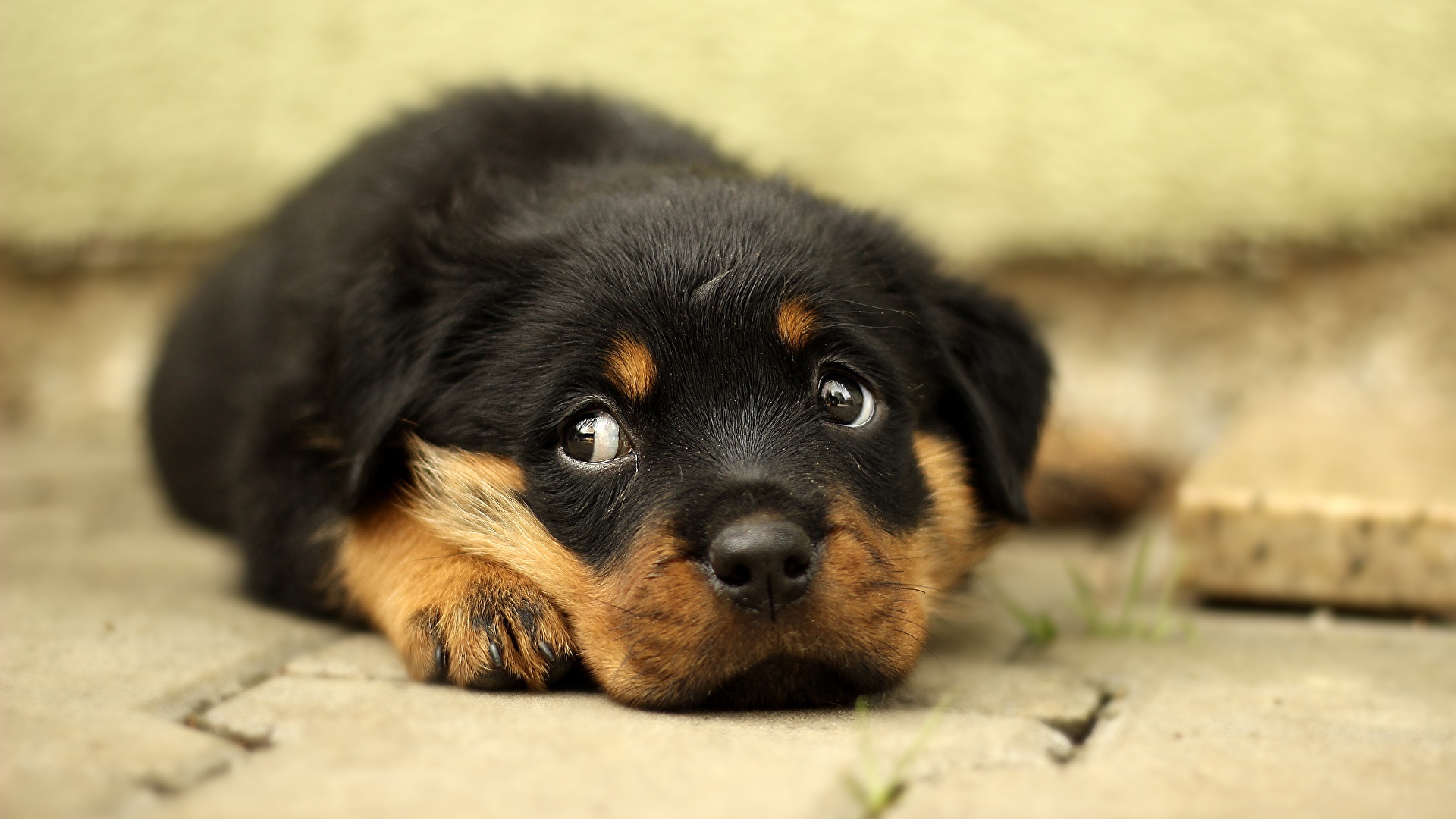 Website Background Images Animal - HD Wallpaper 