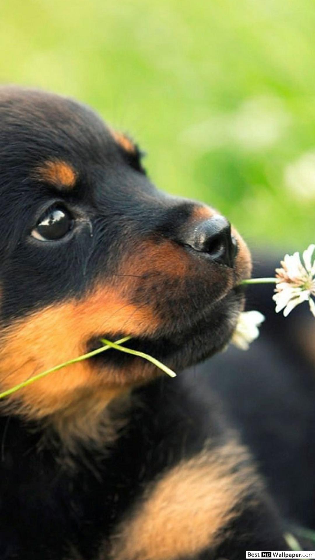 Rottweiler Para Papel De Parede - HD Wallpaper 