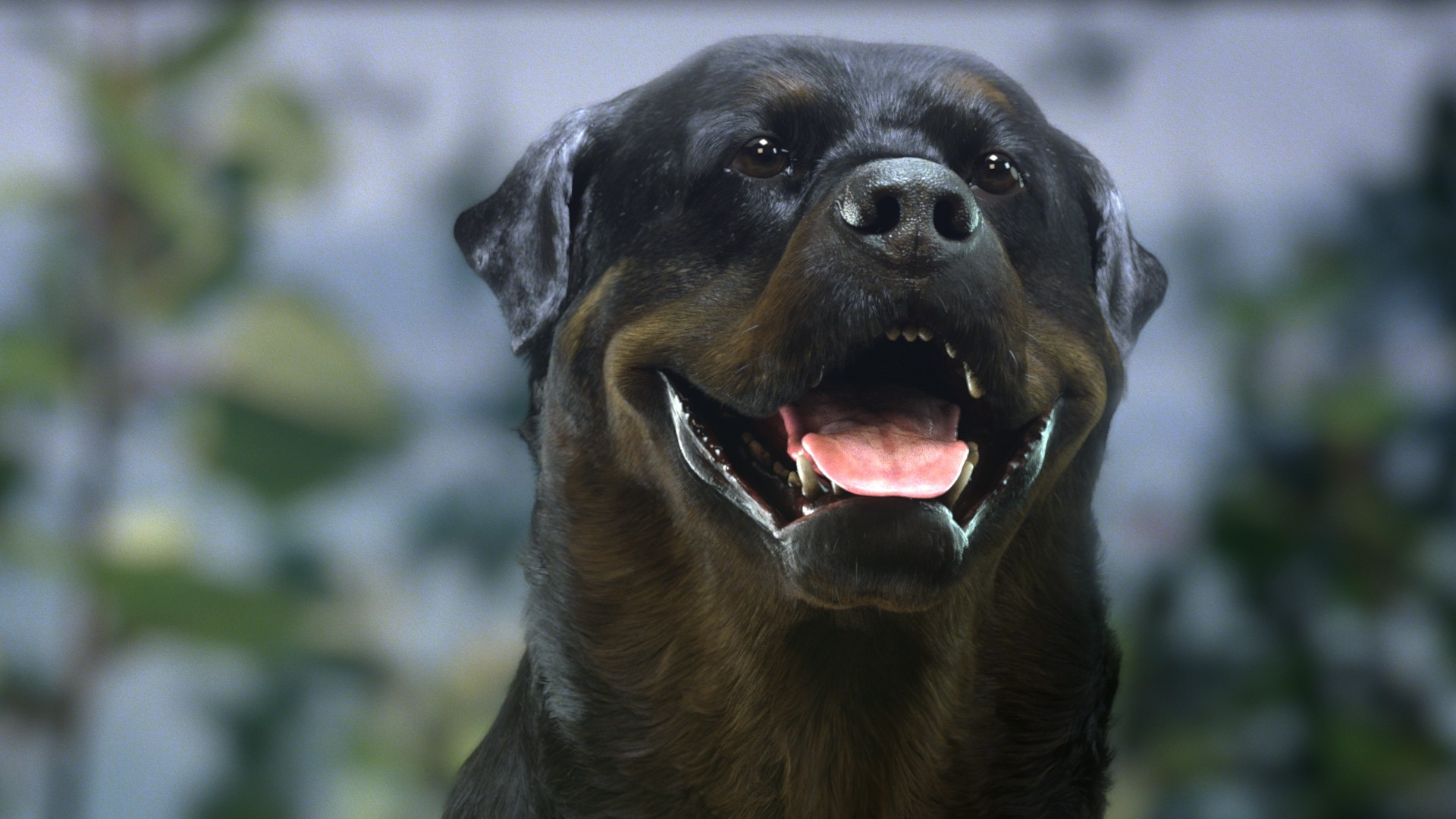 Rottweiler - HD Wallpaper 