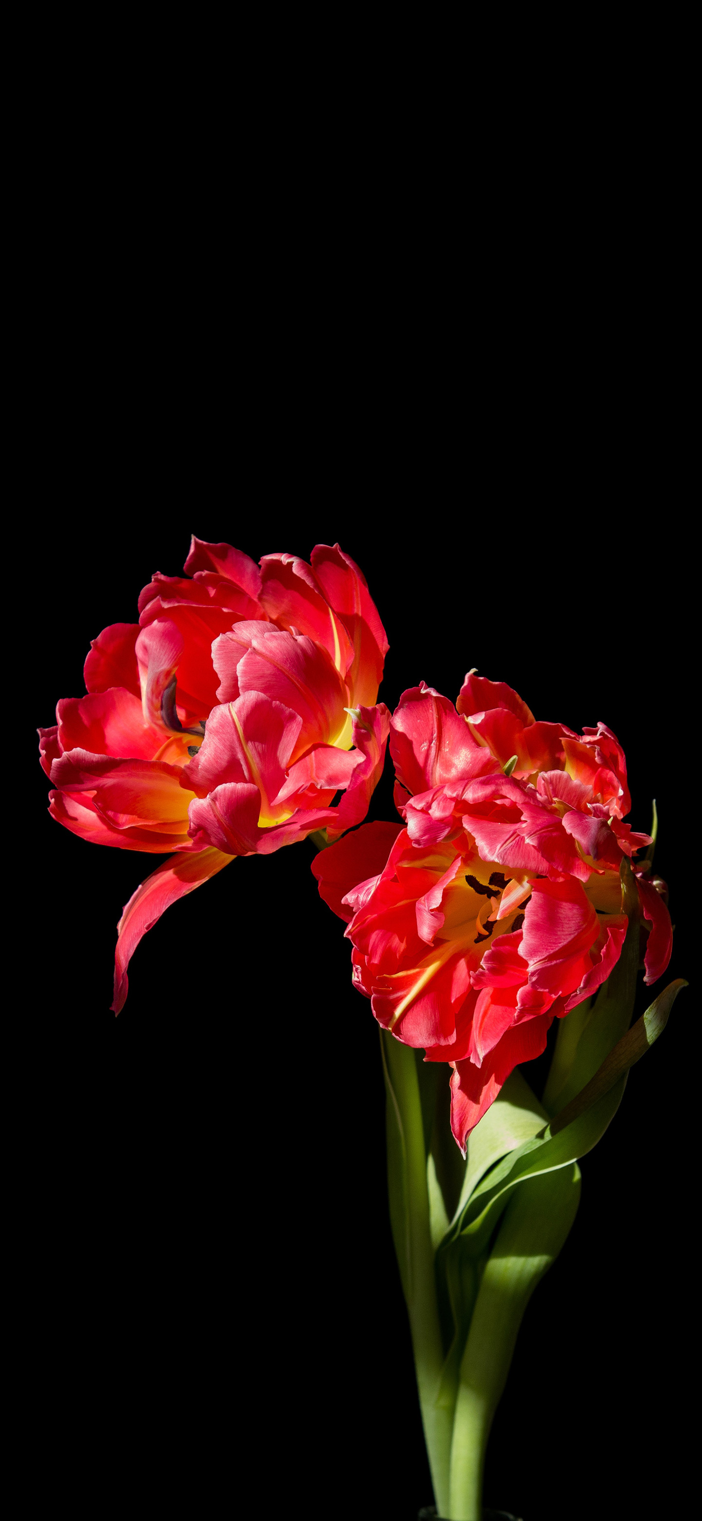 Amoled Wallpaper Flower - HD Wallpaper 