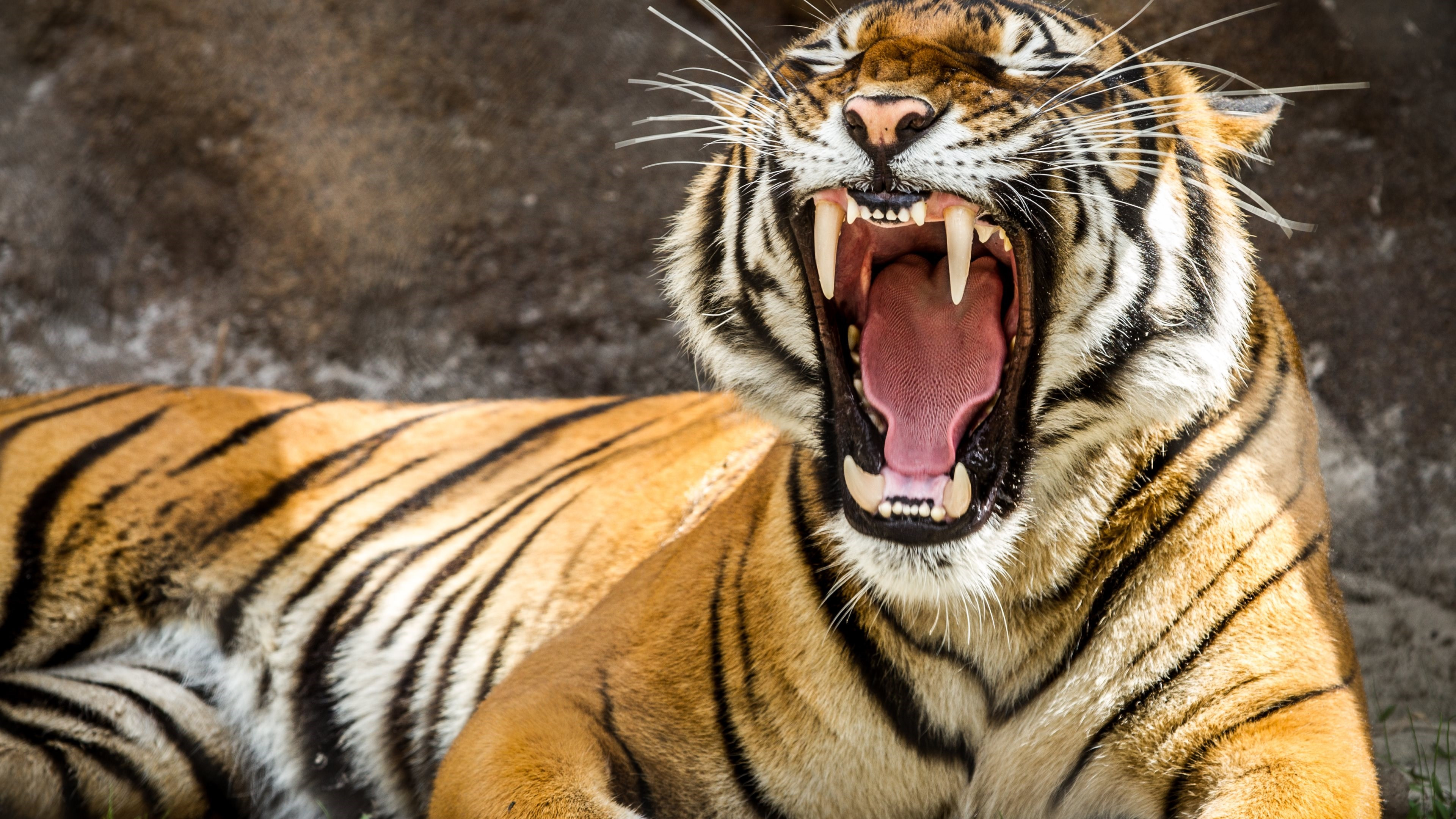 Tiger Teeth Wallpaper - High Definition Tiger Images Hd - HD Wallpaper 