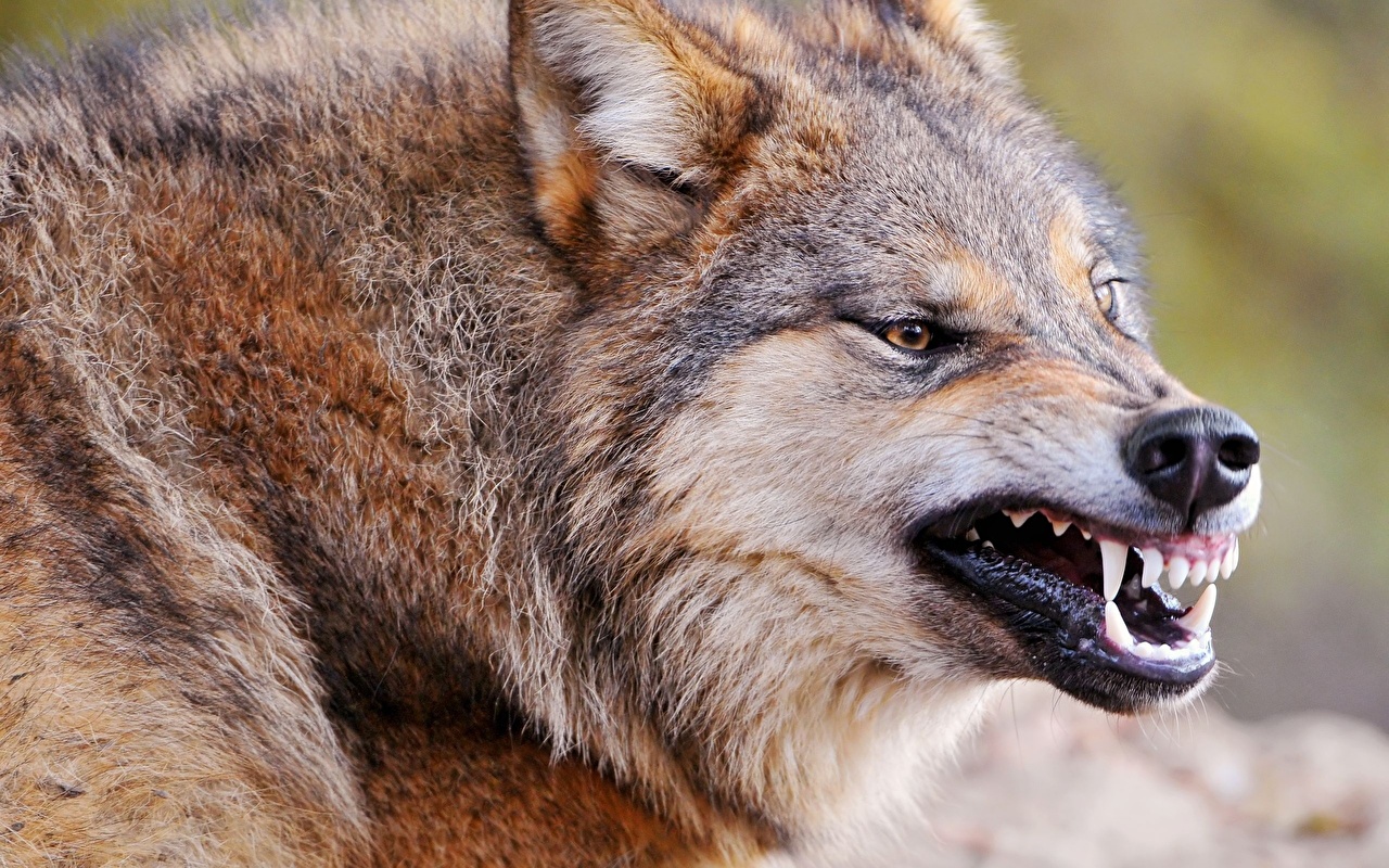 Wolf Face Teeth - HD Wallpaper 