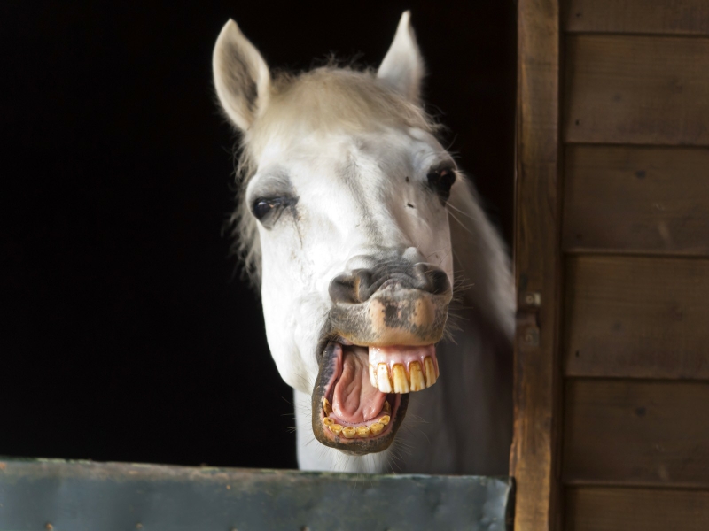 Unique Horse Teeth Wallpaper - Alexandria Ocasio Cortez Horse - HD Wallpaper 