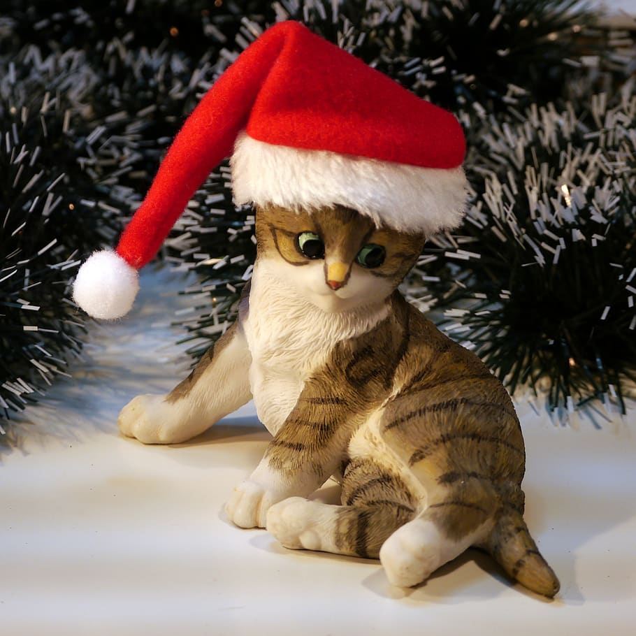Nicholas, Christmas, Cat, Winter, Kitten, Mieze, Young - Kalediniai Kačiukai - HD Wallpaper 