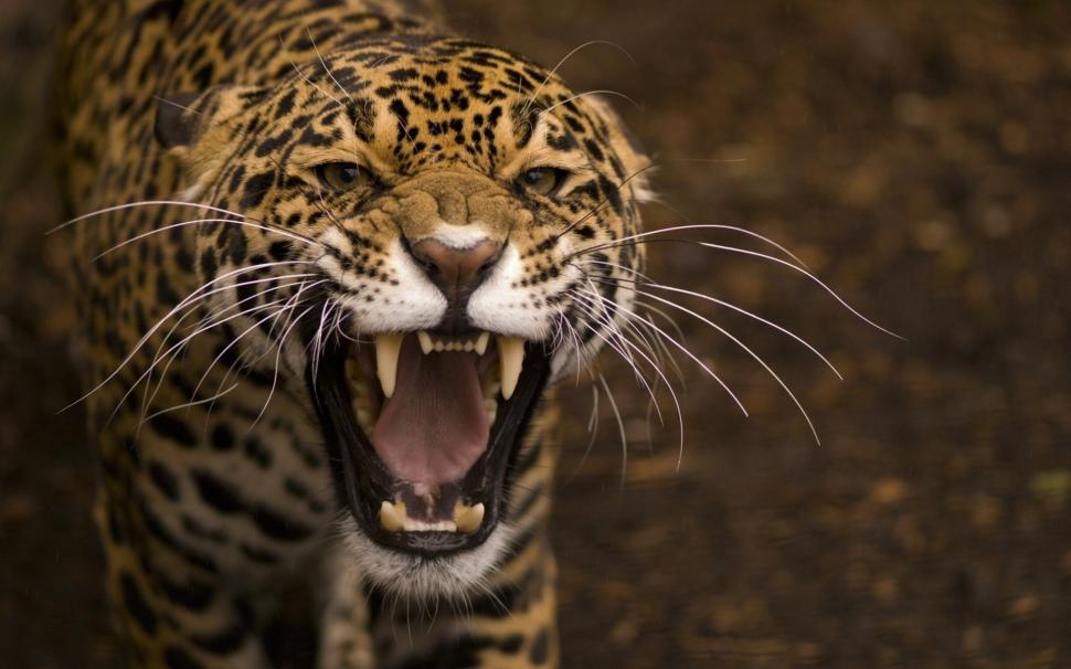 Predator, Jaguar, Wild Cat, Face, Mouth, Teeth Wallpaper,predator - Leopard Angry - HD Wallpaper 