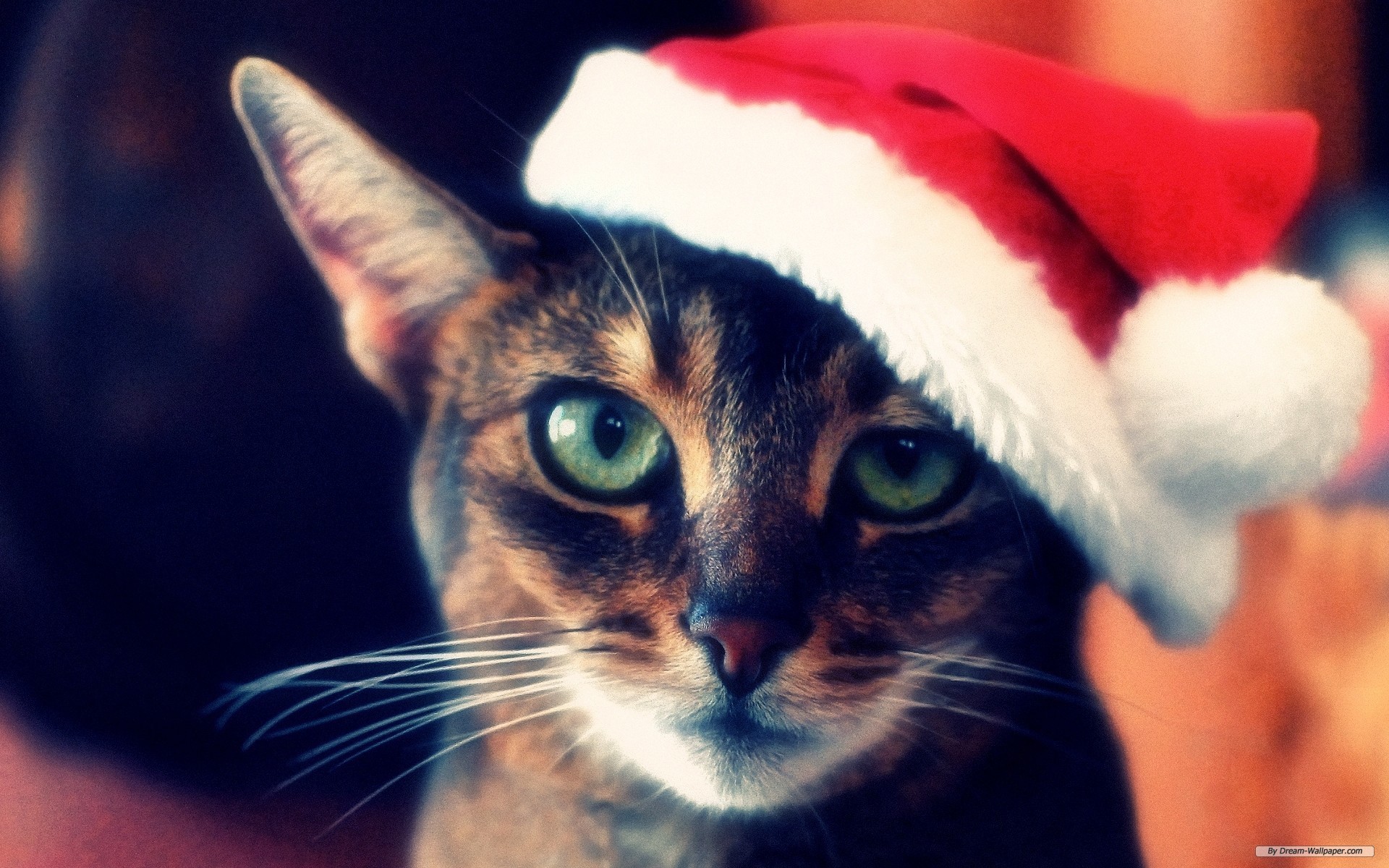 Free Holiday Wallpaper - Cat Christmas - HD Wallpaper 