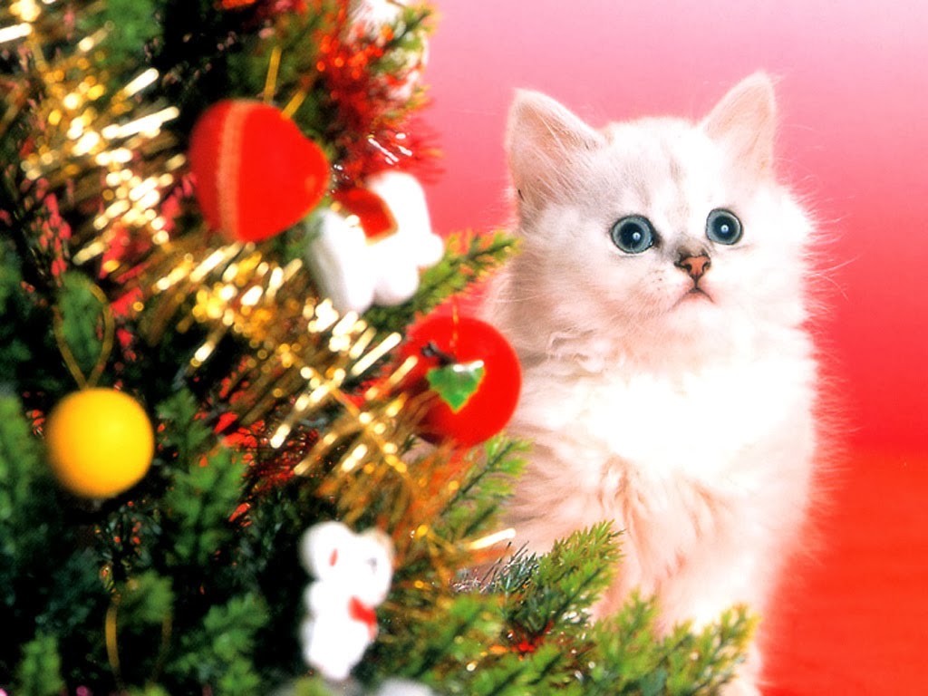 Christmas Cat Desktop Backgrounds Funny - HD Wallpaper 