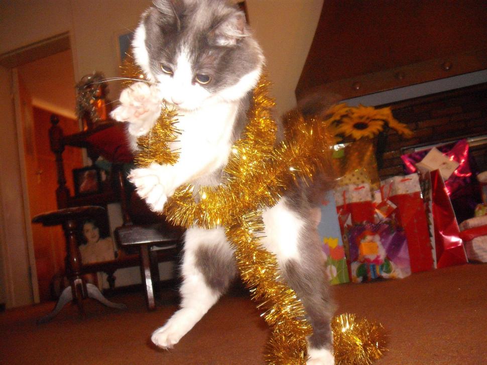 Dancing Christmas Cat Wallpaper,dancing Hd Wallpaper,christmas - Dancing Christmas Cat - HD Wallpaper 