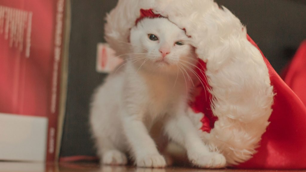 Christmas Cat Wallpaper Pic Hwb425436 - White Cats With Christmas Hat - HD Wallpaper 