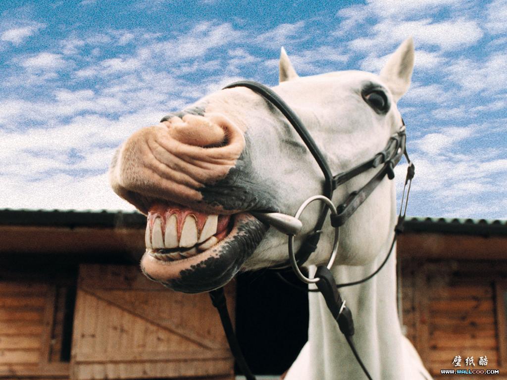 Funny White Horse Teeth Wallpaper - Horse With White Teeth - HD Wallpaper 