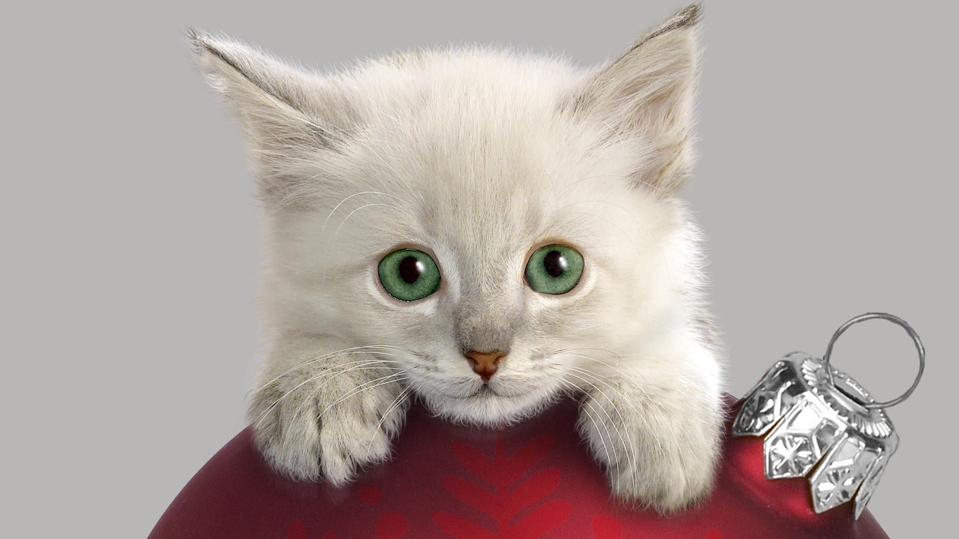 Free Cool Christmas Cat Wallpaper - Christmas Kitty Wallpaper Hd - HD Wallpaper 