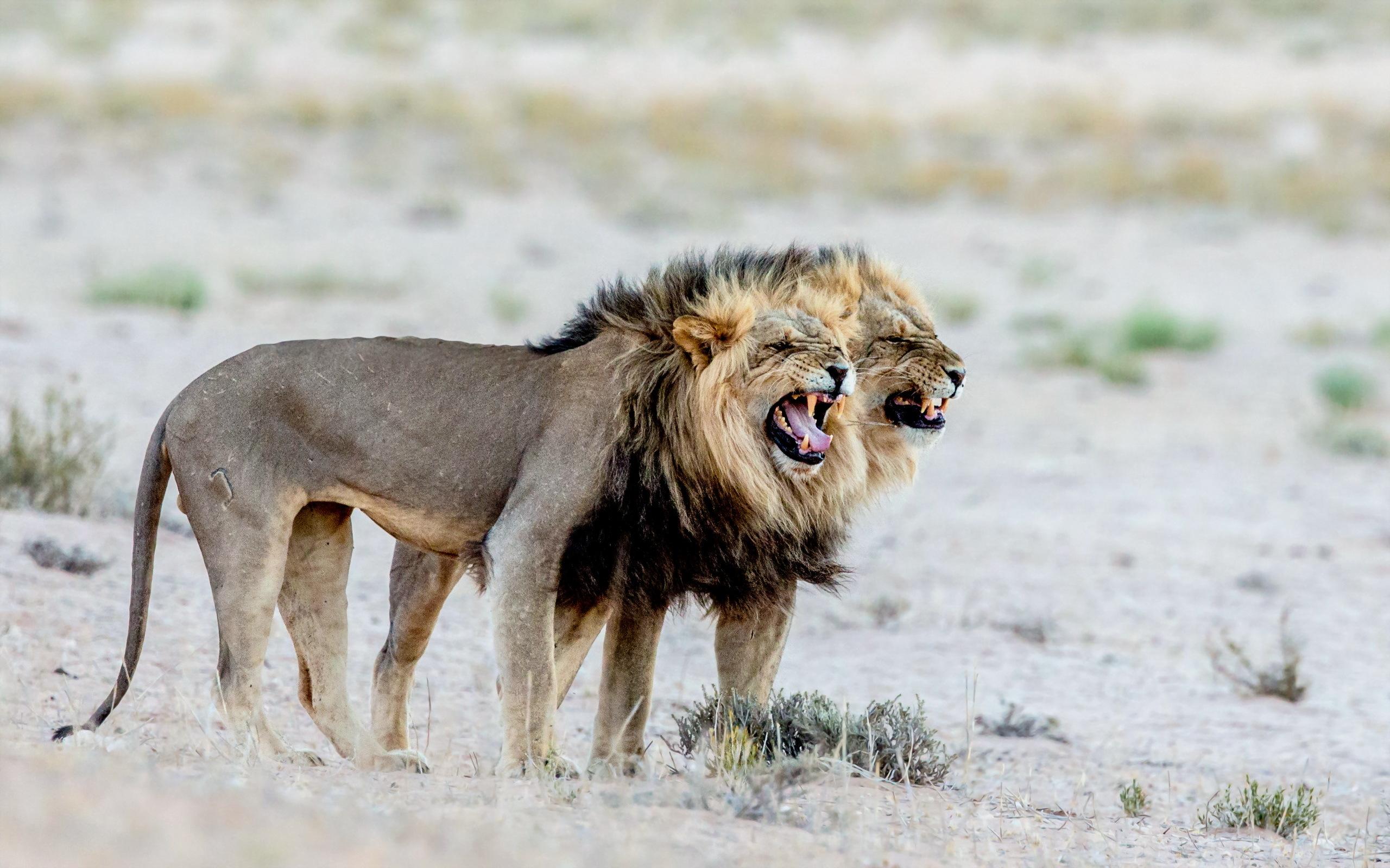 Hd Lions, Couple, Aggression, Teeth Wallpaper - Aggressive Lion Roar - HD Wallpaper 