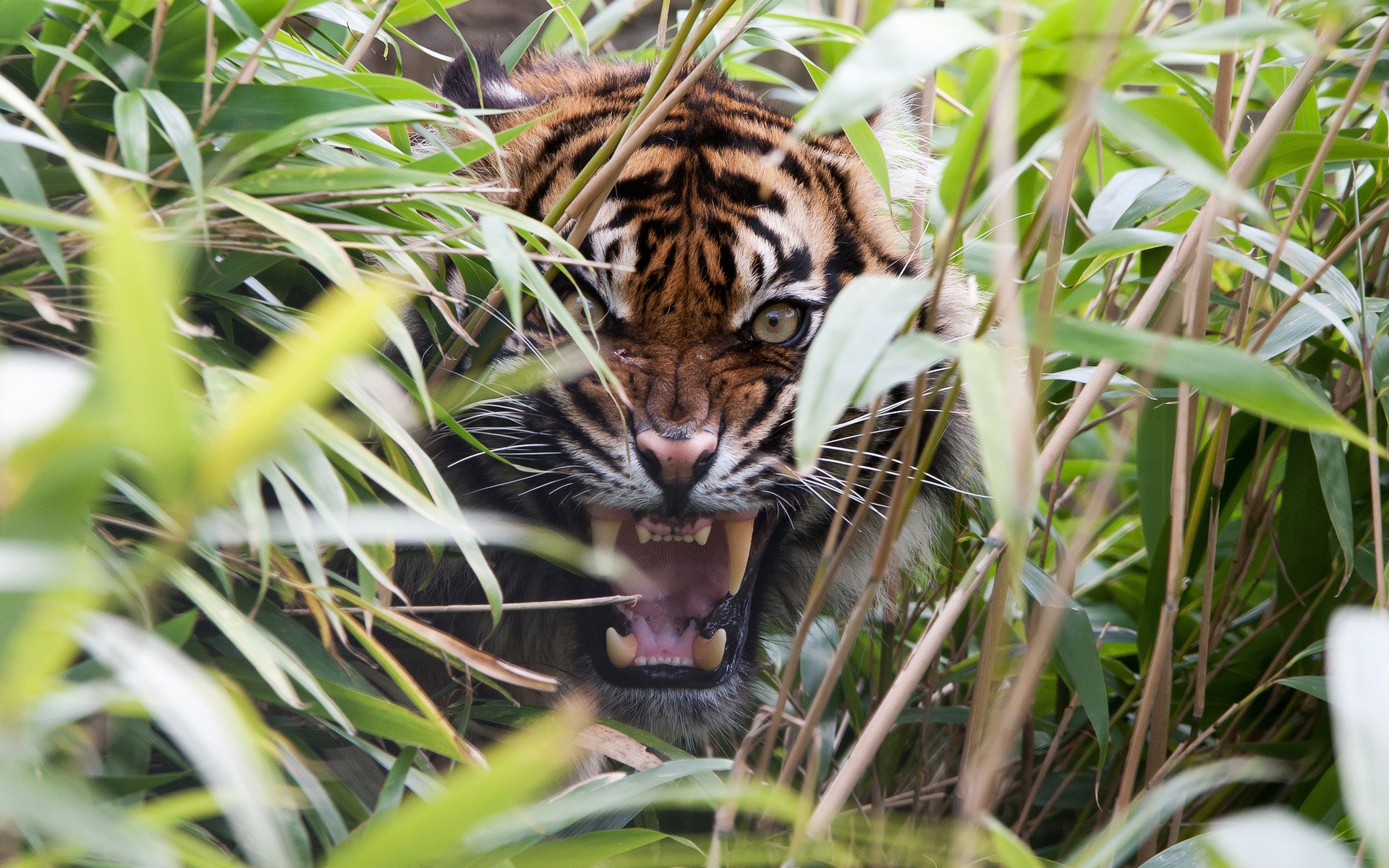 Tiger Roaring - HD Wallpaper 