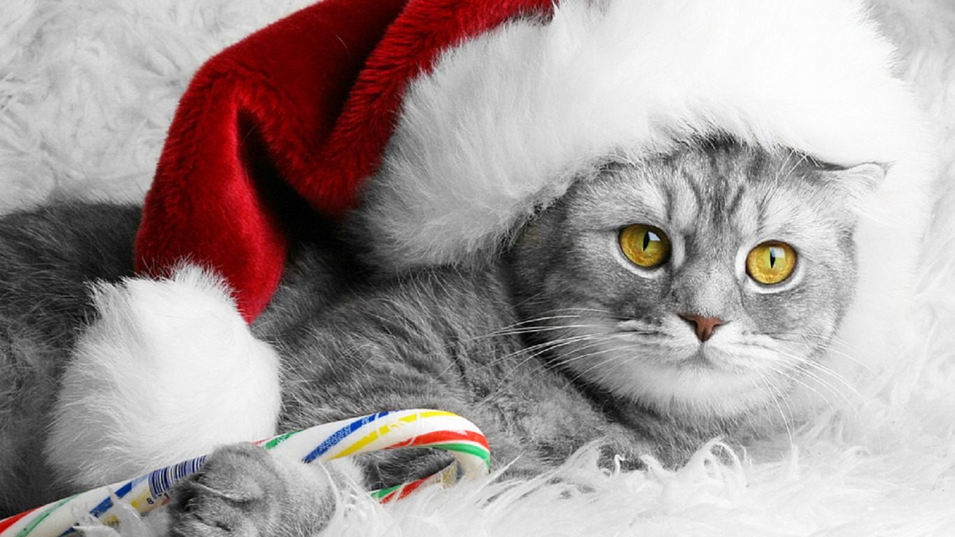 Christmas Cat - HD Wallpaper 