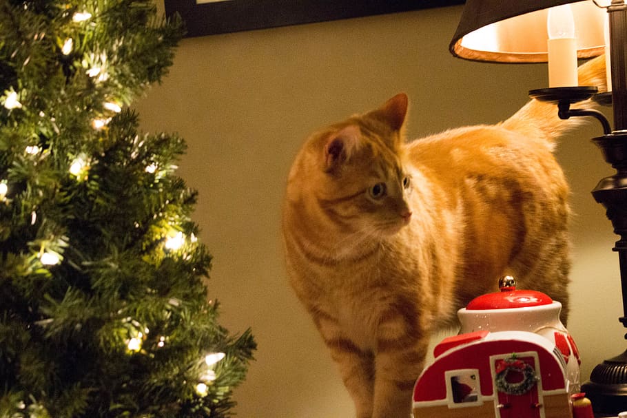 Christmas, Kitty, Holiday, Lights, Cat, Orange, Cat - Christmas Tree - HD Wallpaper 