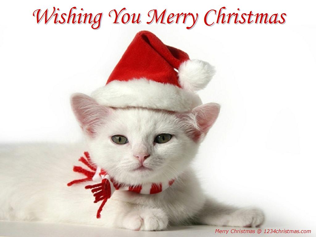 Christmas Cat Pictures - Cute Merry Christmas Cat - HD Wallpaper 