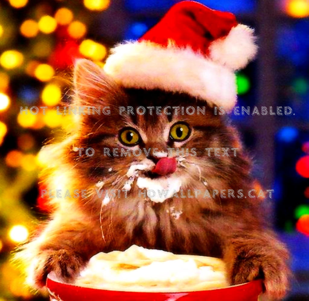 Cappuccino Christmas Cat Lights Santa Hat - Kitten With Hot Chocolate - HD Wallpaper 