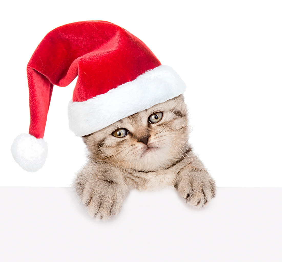 Cat - HD Wallpaper 