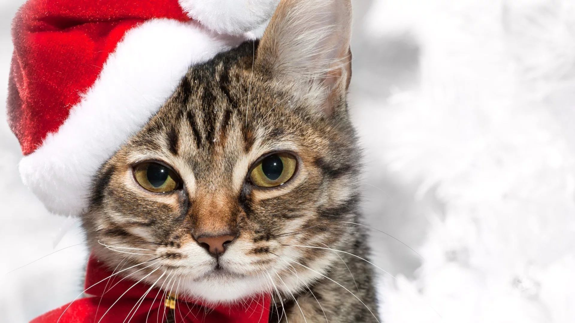 Christmas Cat Wallpaper And Themes - Kerst Kat - HD Wallpaper 
