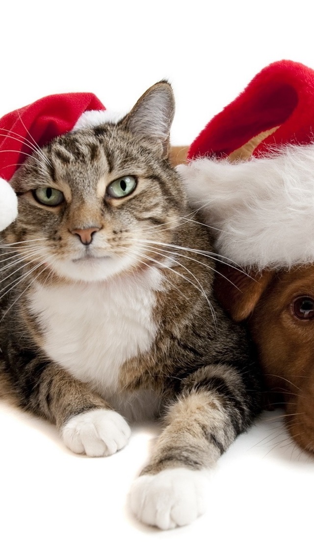 Cat And Dog Christmas - HD Wallpaper 