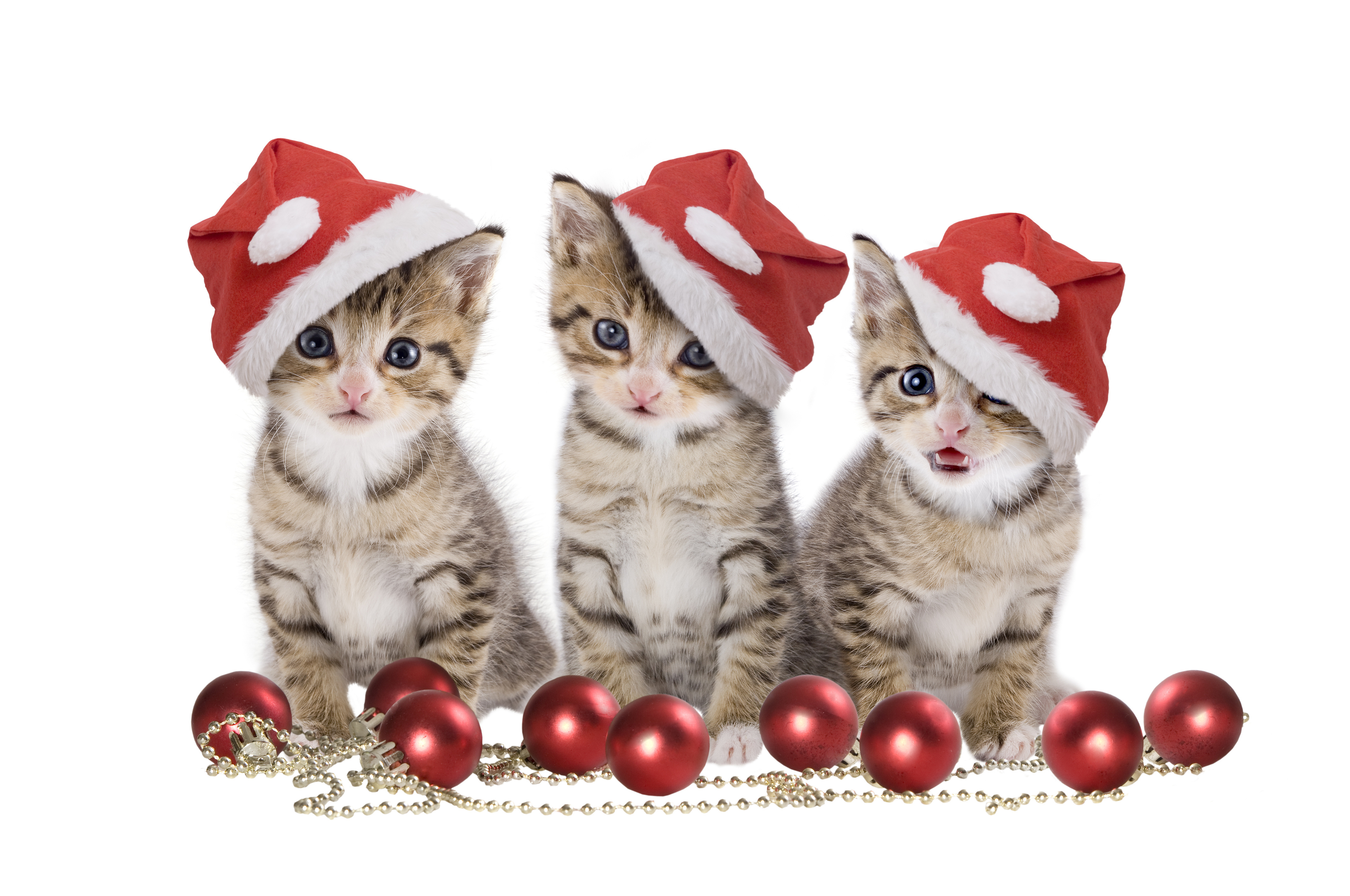 Christmas Cat Wallpaper - HD Wallpaper 