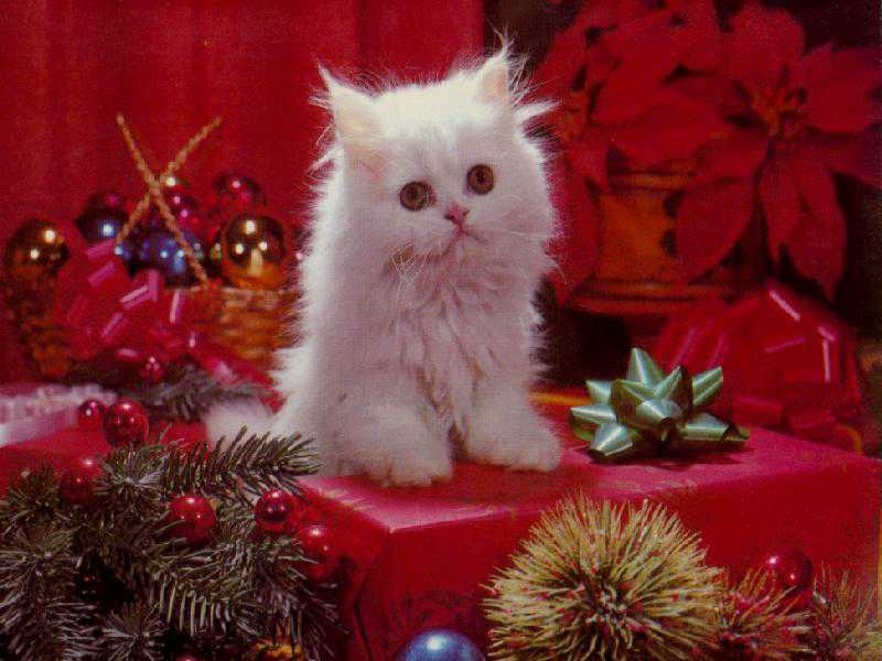 Christmas Kitty Wallpaper - Kitty Christmas - HD Wallpaper 