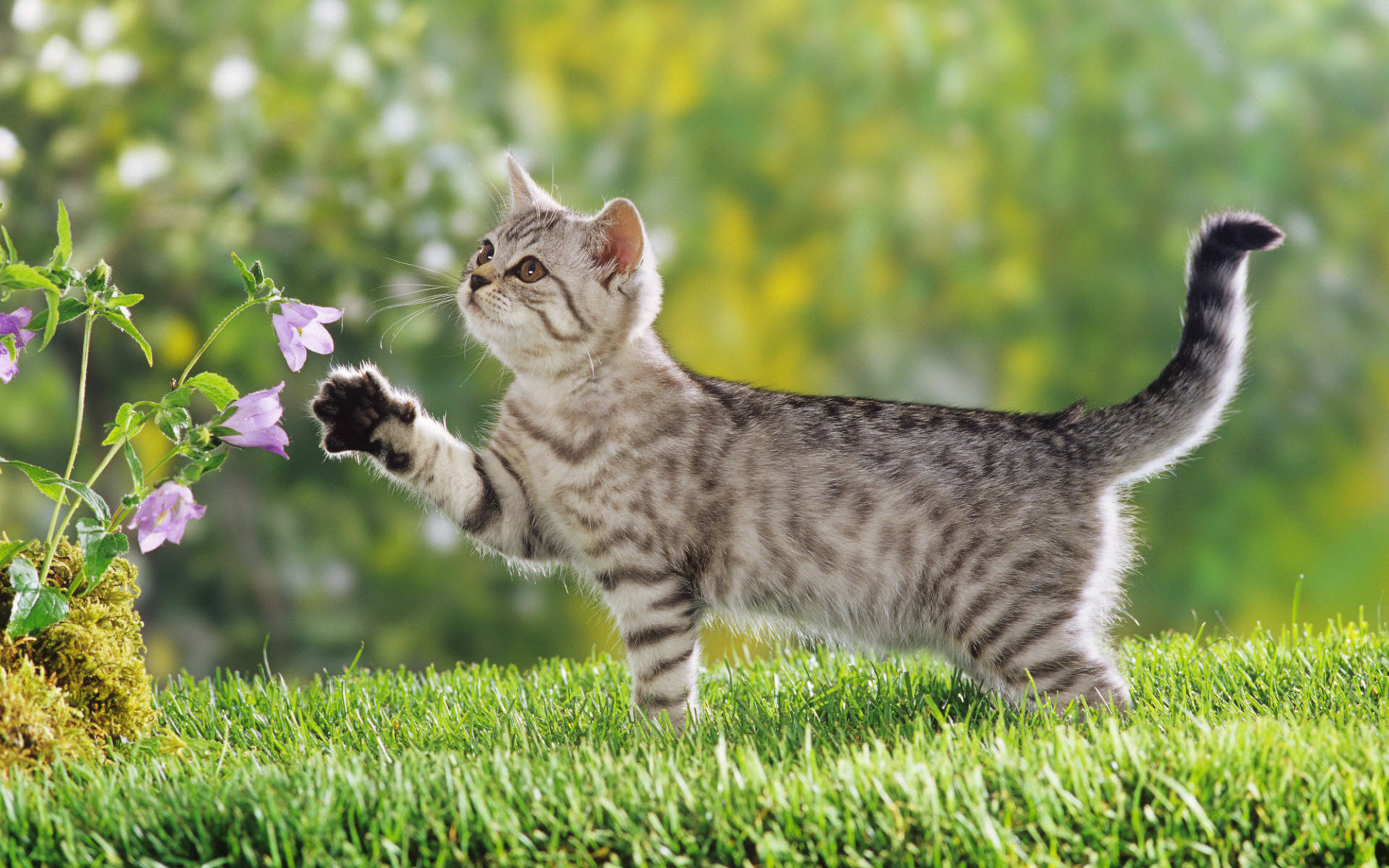 Cute Cat In Grass - HD Wallpaper 