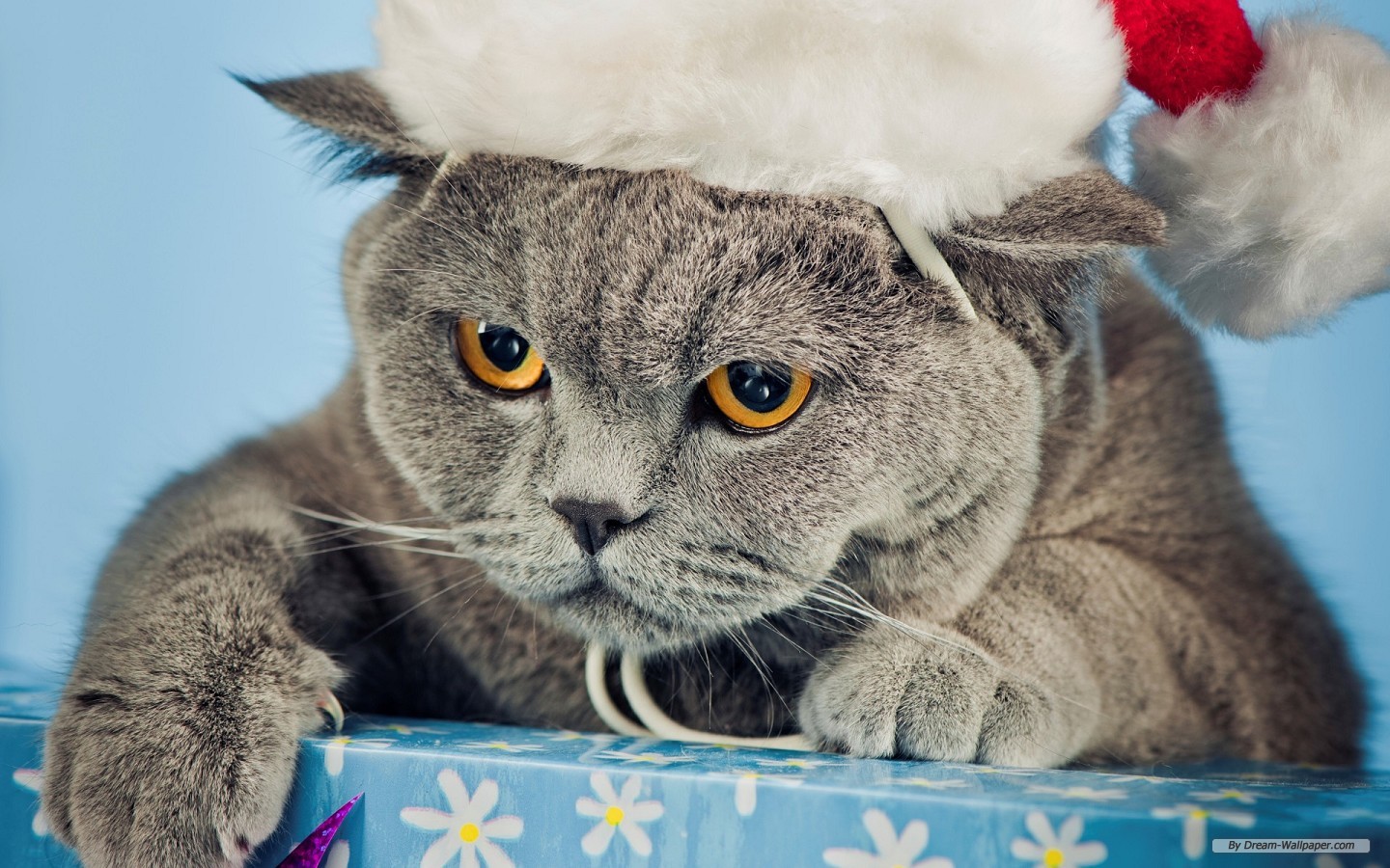 Free Holiday Wallpaper - Christmas Cat - HD Wallpaper 
