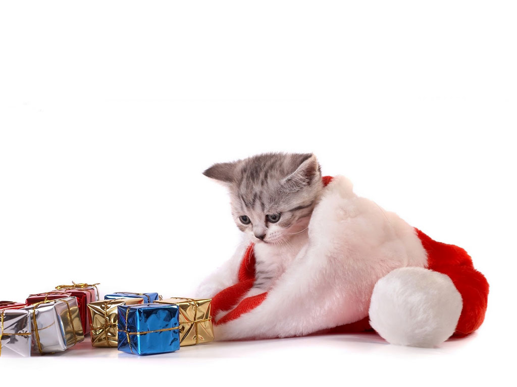 Kittens Kerstmis - HD Wallpaper 