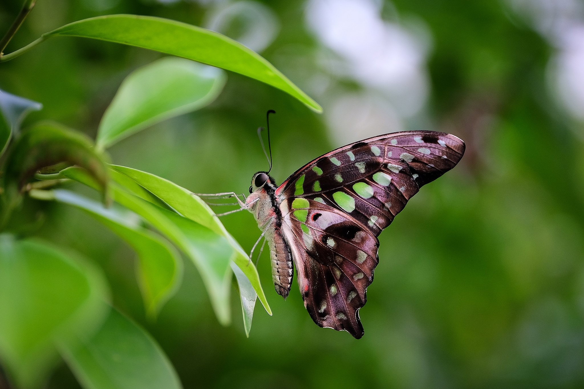 Apatura - HD Wallpaper 