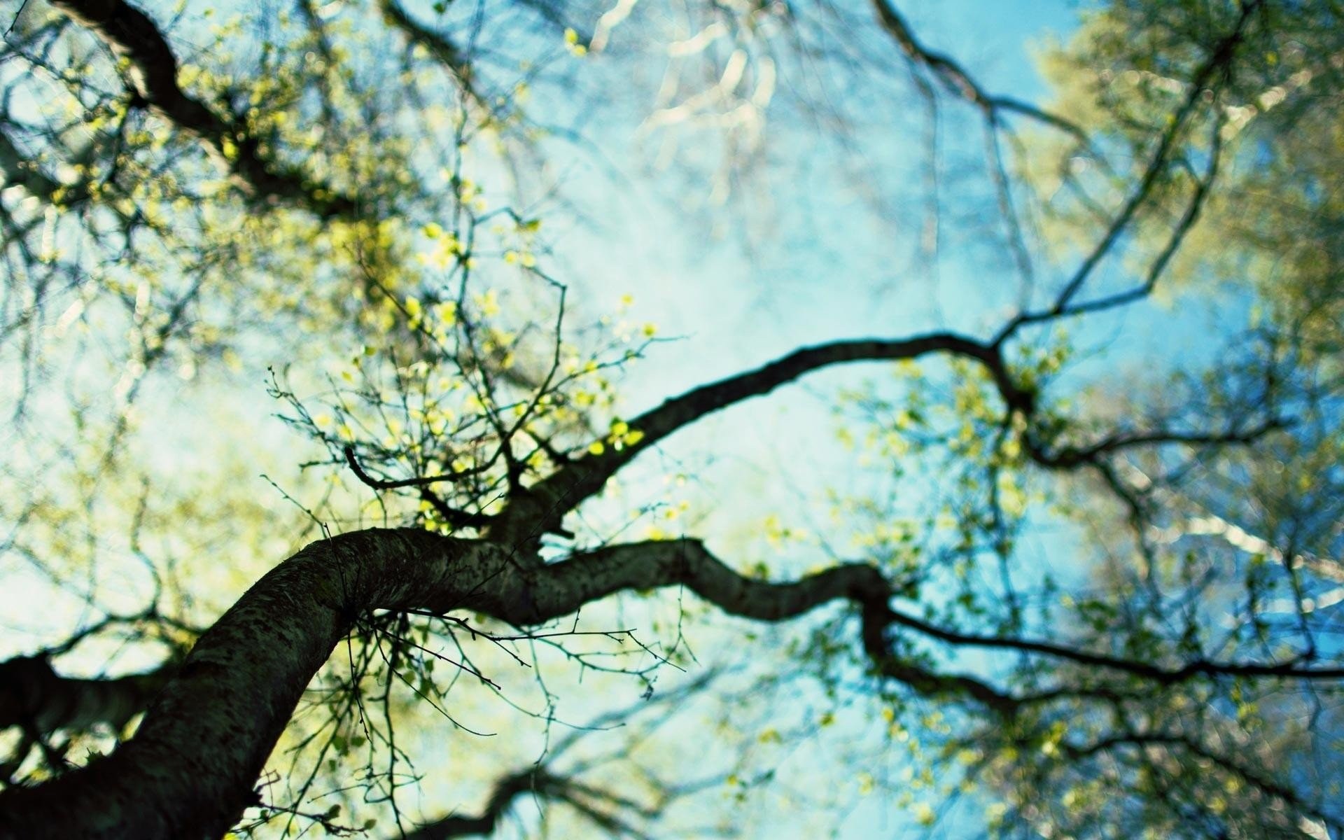 Spring Trees Desktop Background - HD Wallpaper 