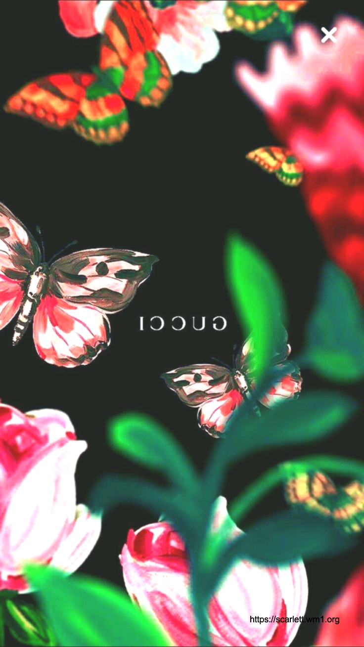Rose - HD Wallpaper 