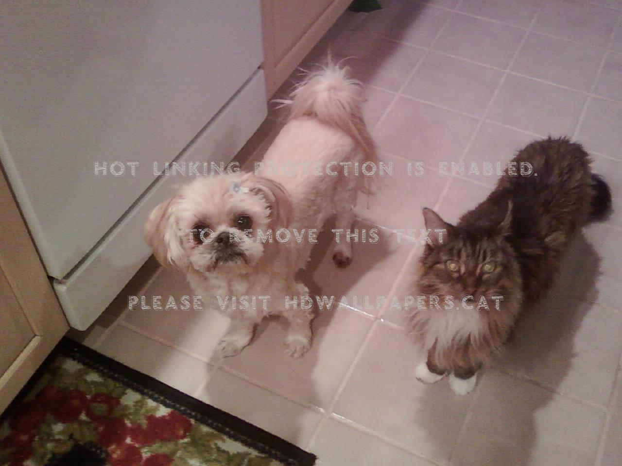 The Real Tedisoo And Gracie Shih Tzu Cat Dog - Companion Dog - HD Wallpaper 