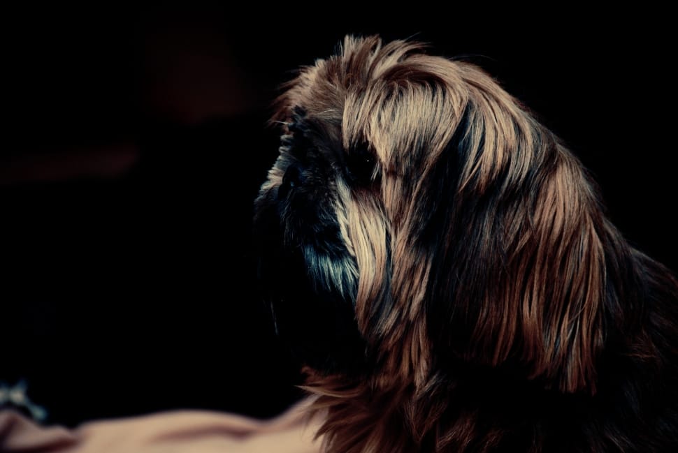 Macro Shot Photography Of Brown And Black Shih Tzu - Colour Coat Changes In Shih Tzu - HD Wallpaper 