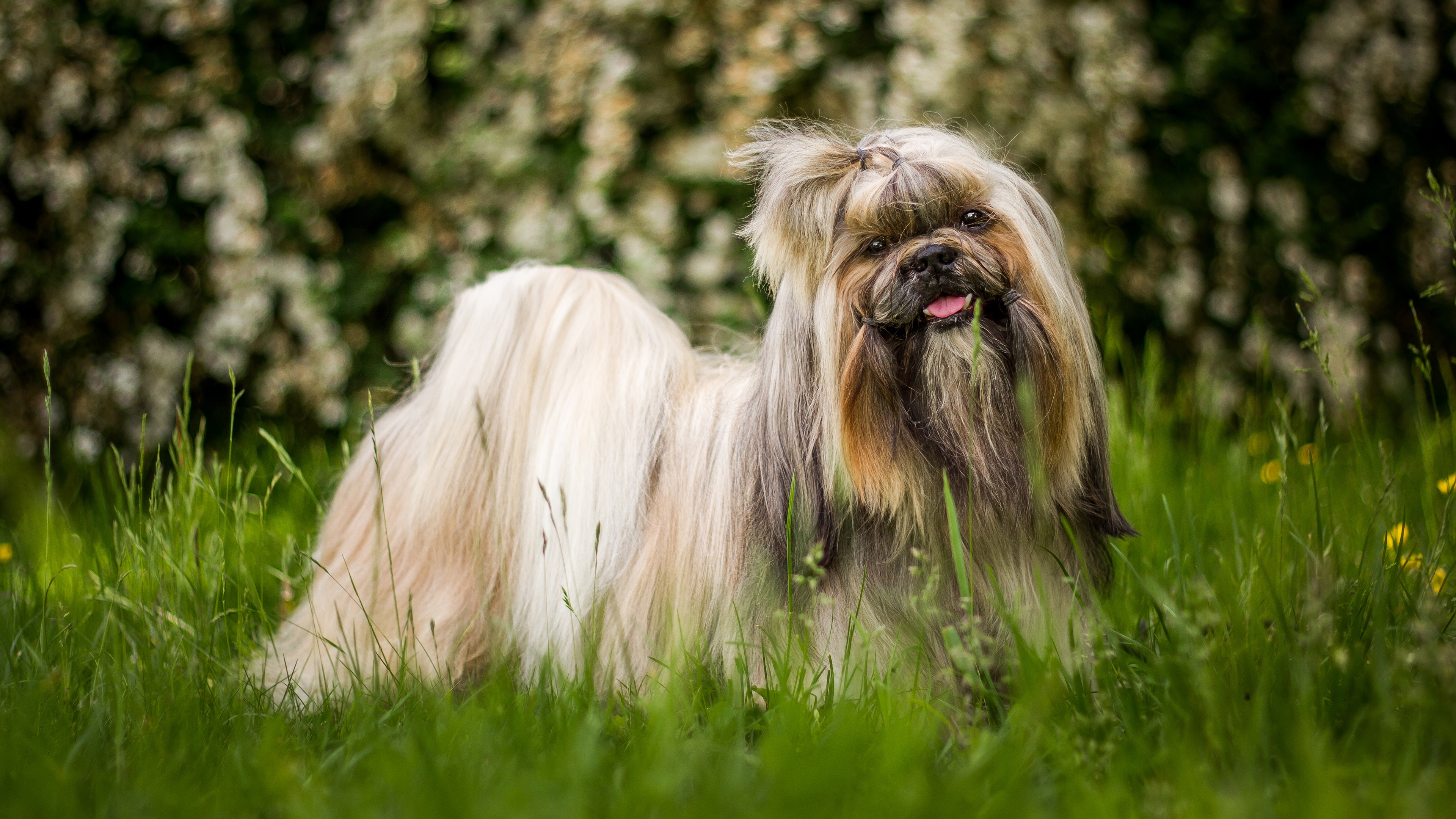 Shih Tzu - HD Wallpaper 