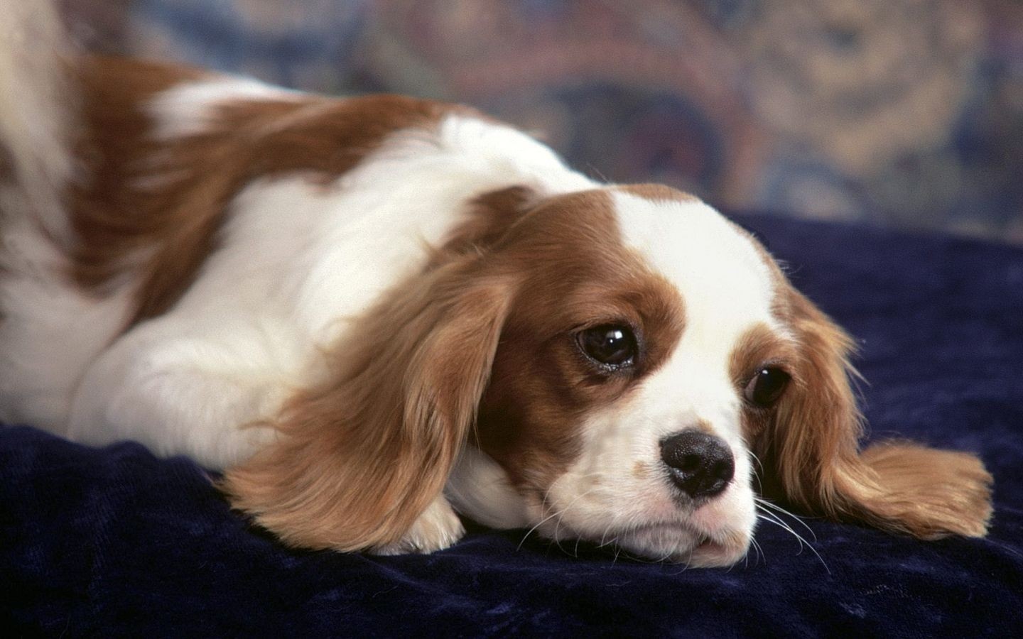 Cavalier King Charles Spaniel - HD Wallpaper 