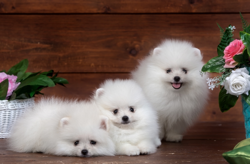 Pomeranian, White, Fluffy, Dogs - White Pomeranian Puppy Hd - HD Wallpaper 